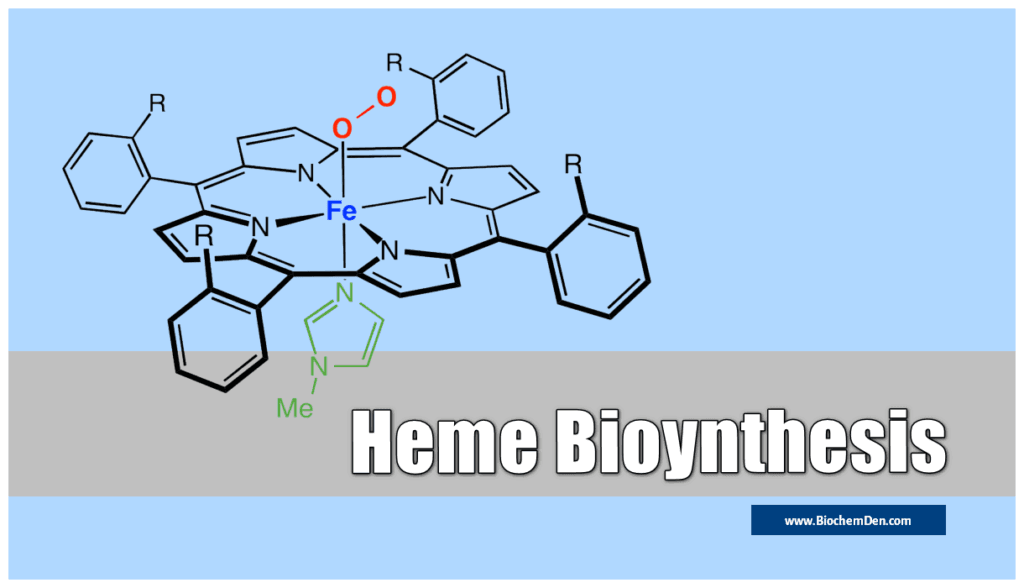 Myoglobin: Structure, Chemistry, Functions And Importance