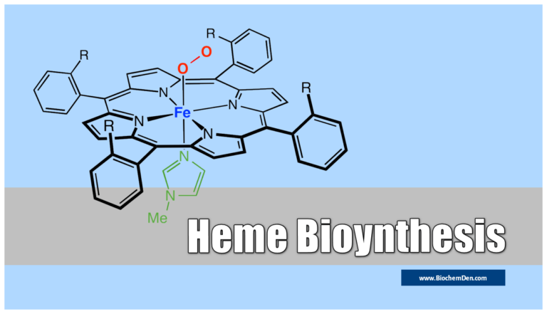 Heme Synthesis : Synthesis of Porphyrin Molecule