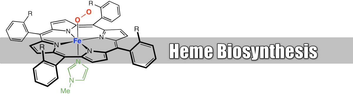 heme biosynthesis and pathway