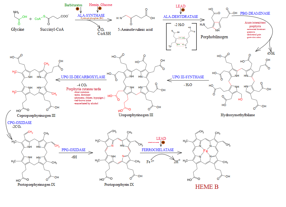 heme synthesis pathway