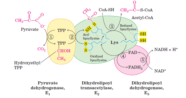 pyruvate dehydrogenase complex structure