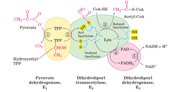 Pyruvate Dehydrogenase Complex Mechanism