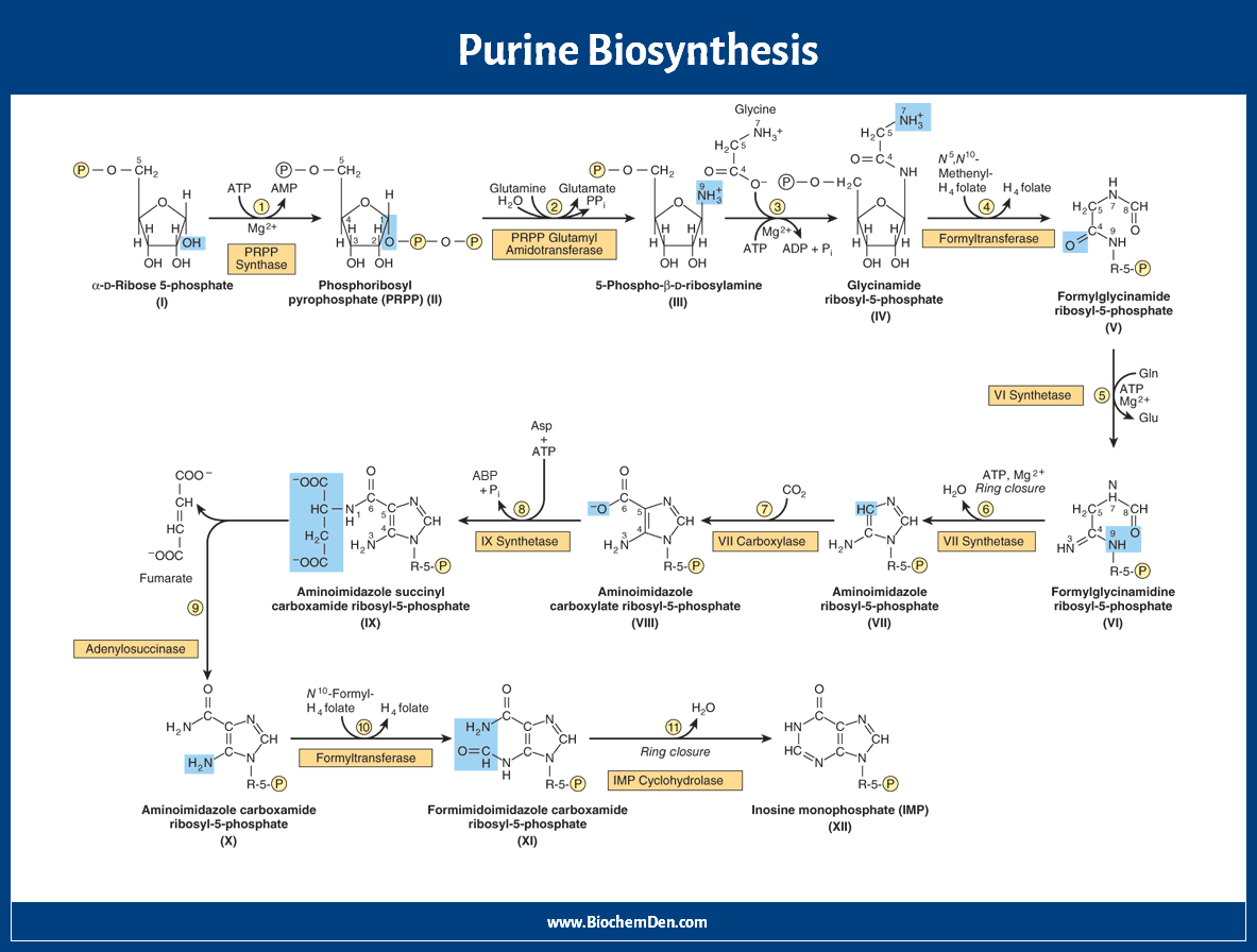 Figure 1 from Mechanisms of the Formation of Adenine, Guanine, and Their  Analogues in UV-Irradiated Mixed NH3:H2O Molecular Ices Containing Purine.  | Semantic Scholar