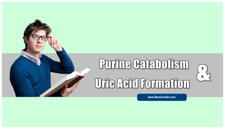 Purine Catabolism and its Uric Acid formation