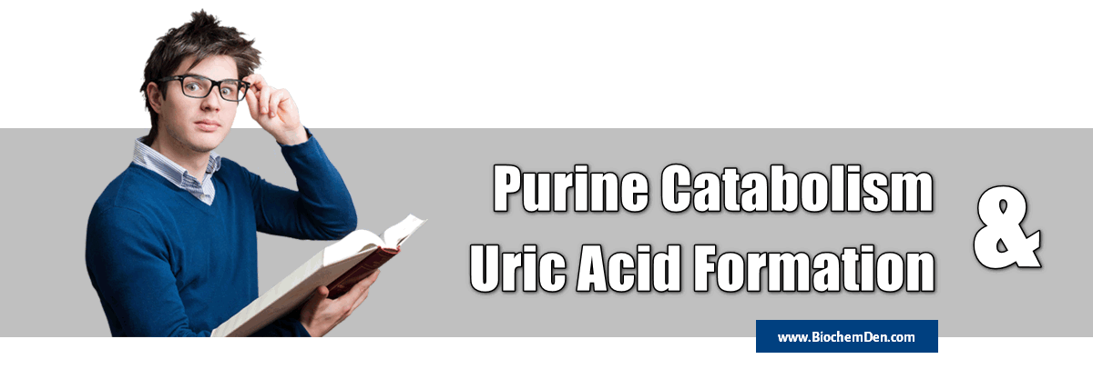 purine catabolism and uric acid formation notes