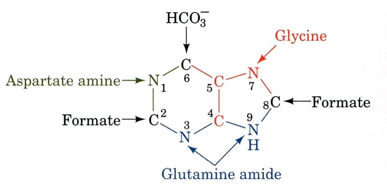 Nitrogenous bases | Purine vs Pyrimidine | Concept with Tricks - YouTube