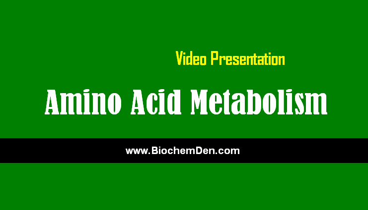 Basic Lecture on Amino Acid Metabolism