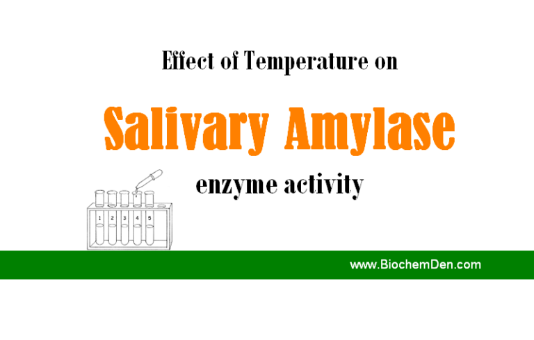 Effect of Temperature on Amylase activity (Enzymology Protocol)