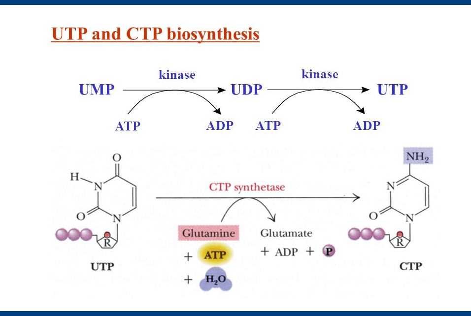 UTP and CTP biosynthesis