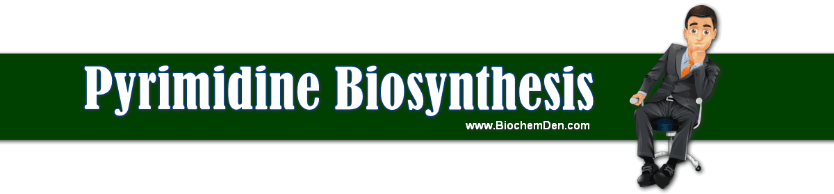 pyrimidine synthesis