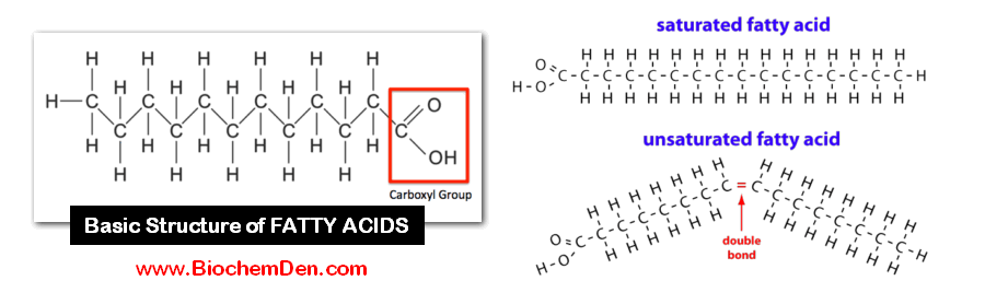 basic structure of fatty acids