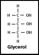 glycerol molecule