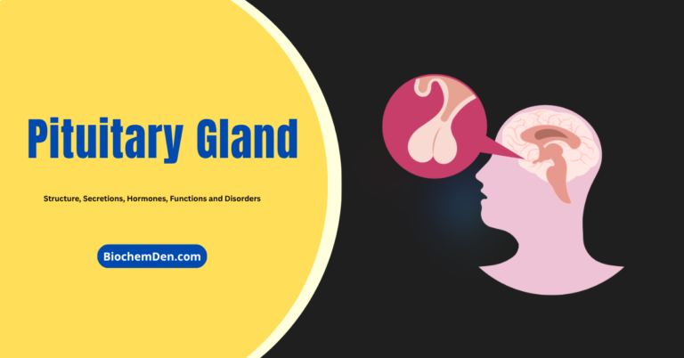 Pituitary Gland and secretions