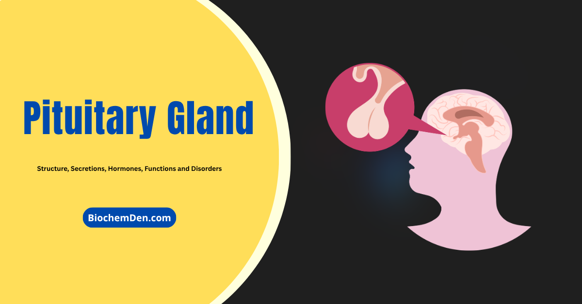 Pituitary Gland: Structure, Secretions, Hormones, Functions and Disorders