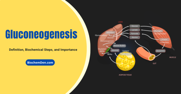 Gluconeogenesis pathway