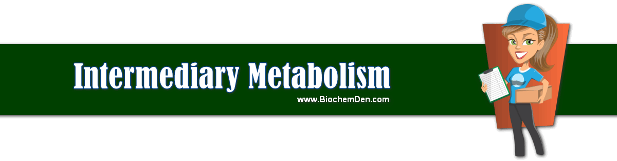 intermediary metabolism