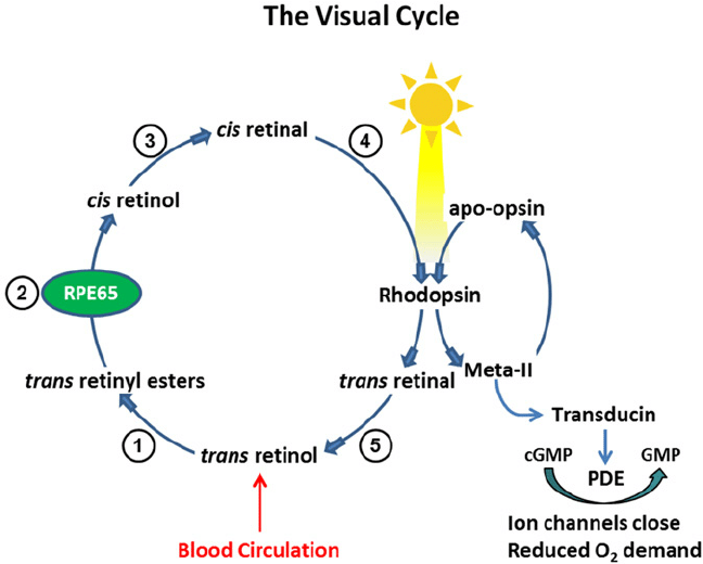 visual cycle