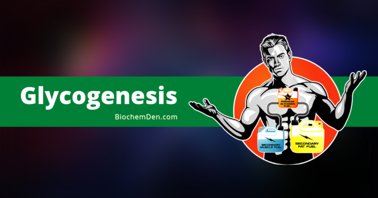 Glycogenesis: How to Synthesize Glycogen?