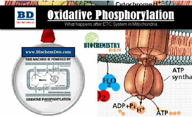Oxidative Phosphorylation: Fate of Electrons in Mitochondria