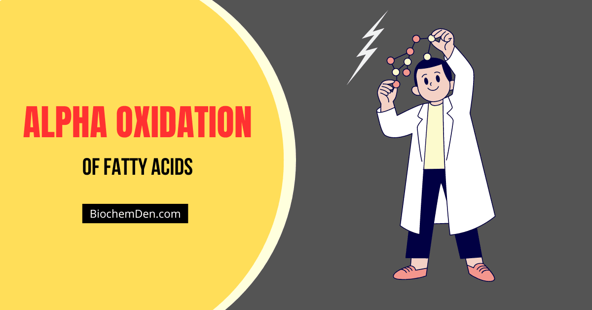 alpha oxidation of fatty acids in hindi