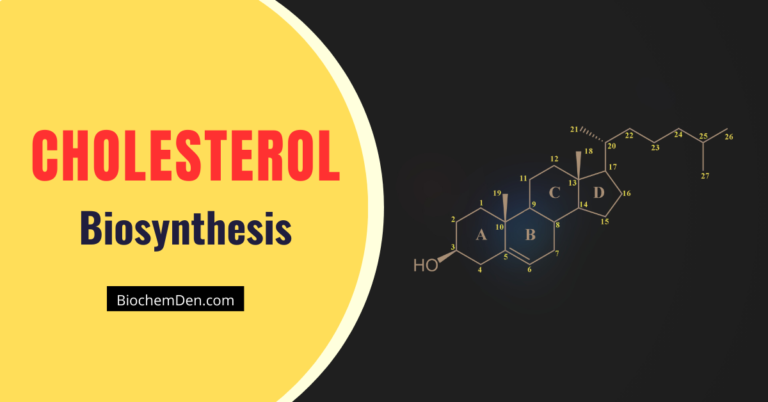 Cholesterol Synthesis: How Our Body Makes and Regulates Cholesterol