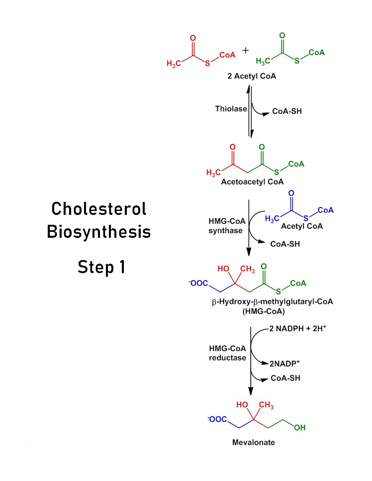 Cholesterol_biosynthesis-1