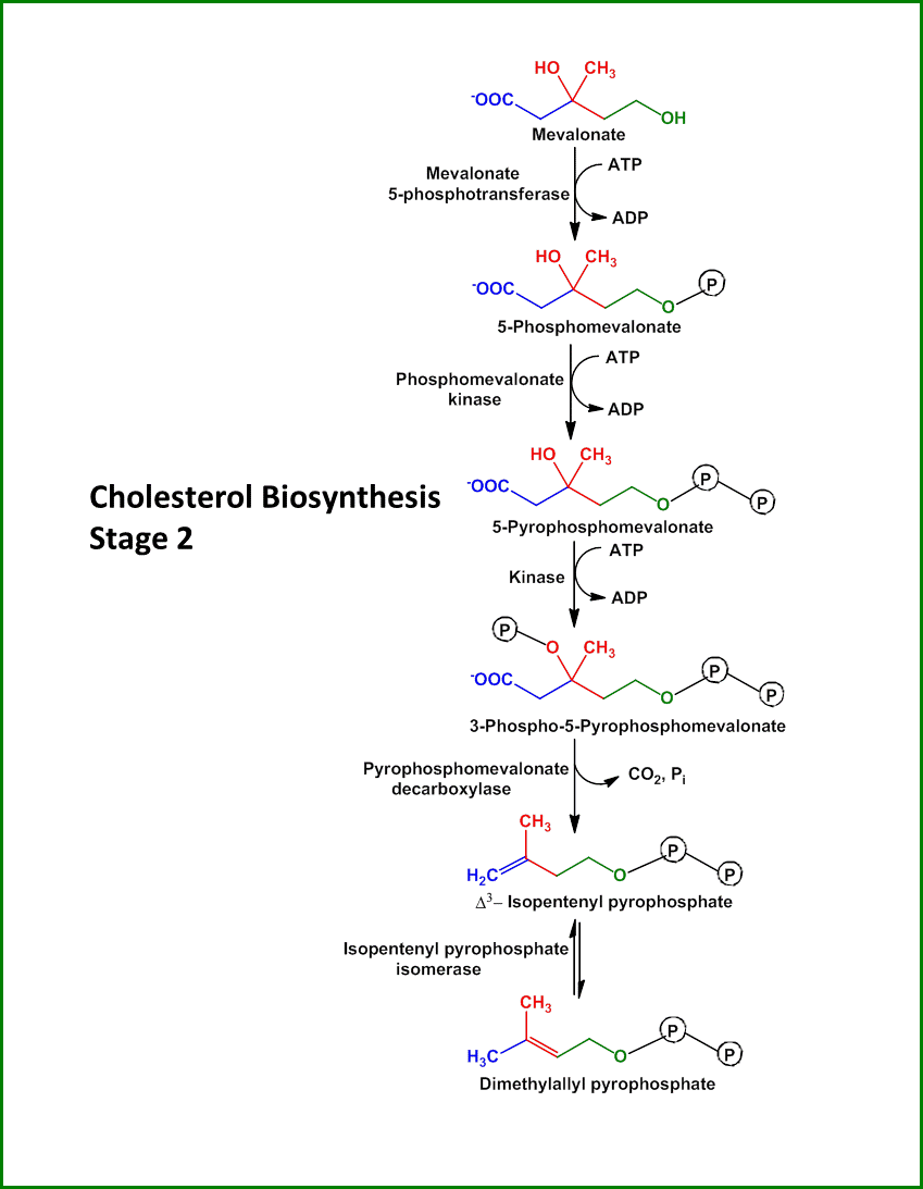 Cholesterol_biosynthesis-steps 2