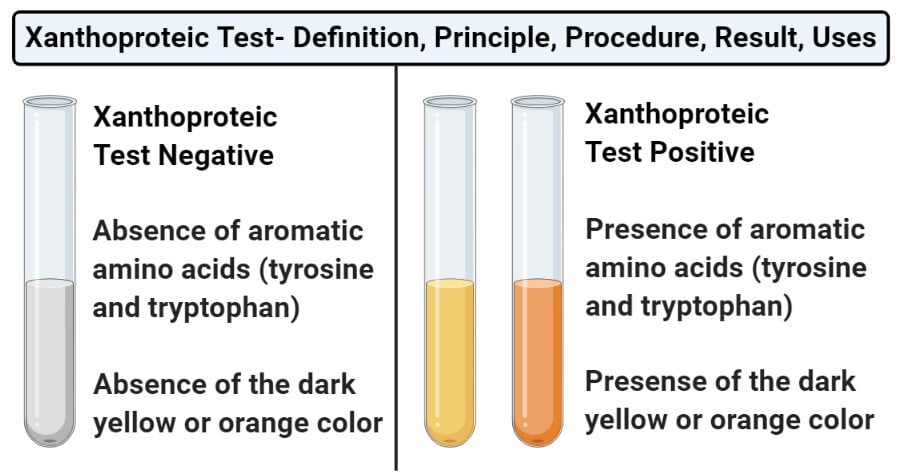Xanthoproteic Test for proteins