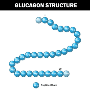 what is the effect of the hormone glucagon