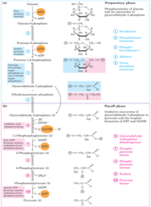 Glycolysis: Complete Glucose Catabolic Pathway (10 Steps)