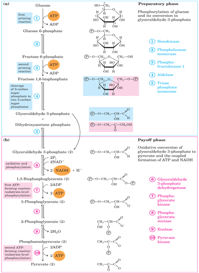 Glycolysis pathway
