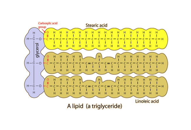 Triglycerides structure