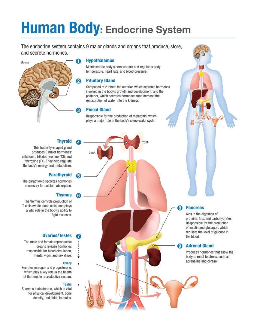human body: Endocrine system