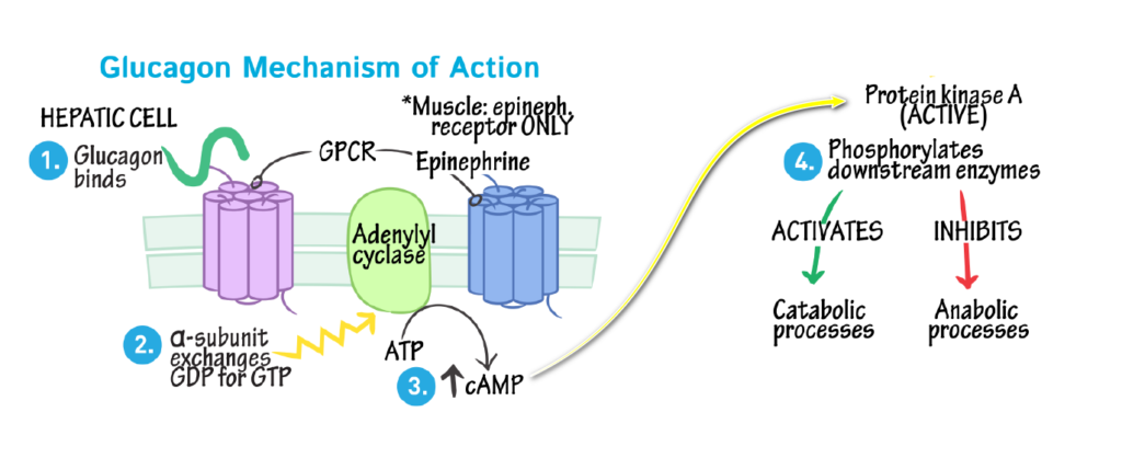 glucagon mechanism of action
