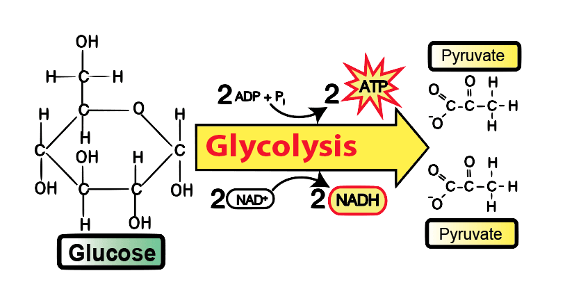 glucose to pyruvate