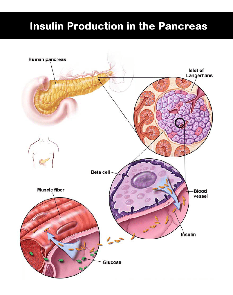insulin production in the pancreas