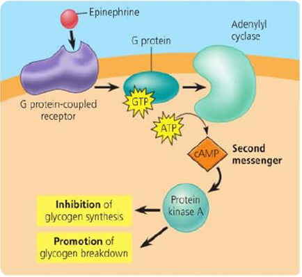 Peptide Hormonal Action