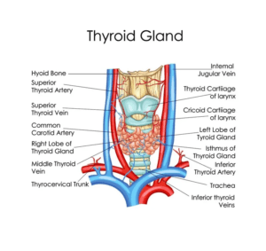 is thyroid disease an autoimmune disease