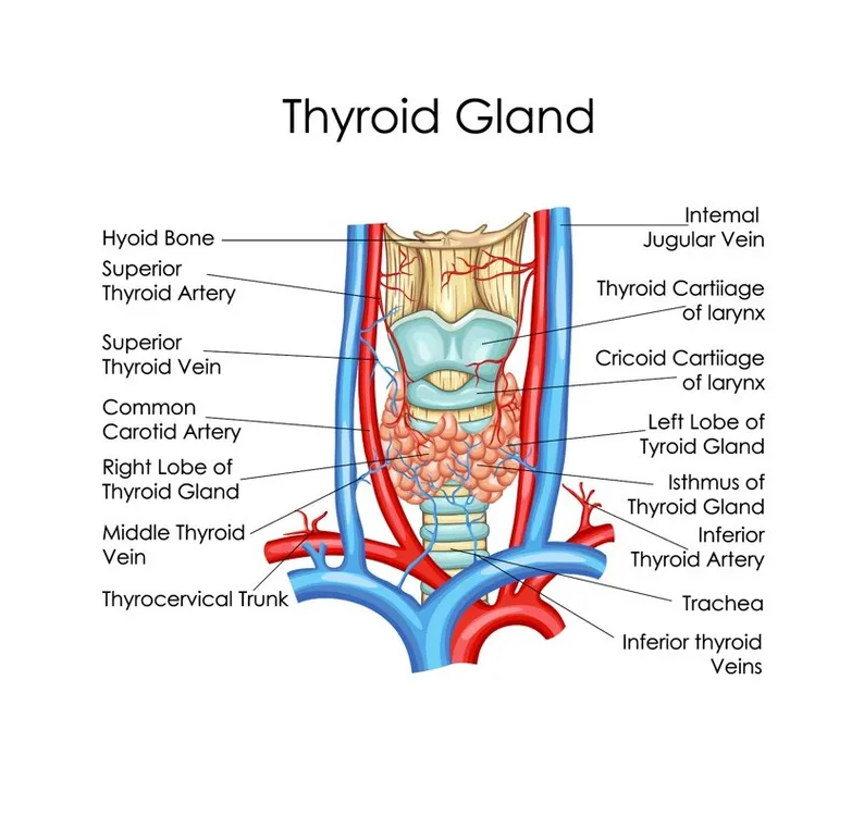 thyroid gland iagram