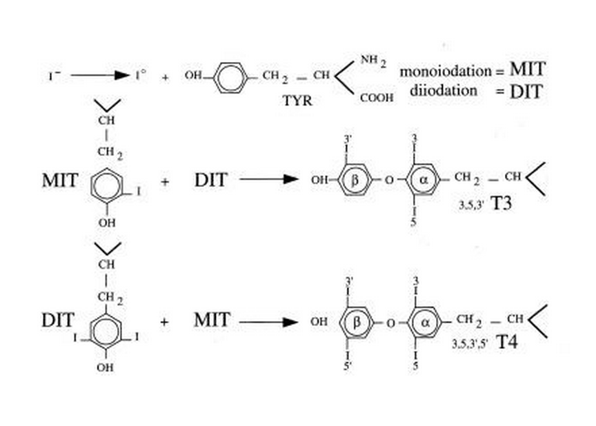 thyroid hormones synthesis chemistry