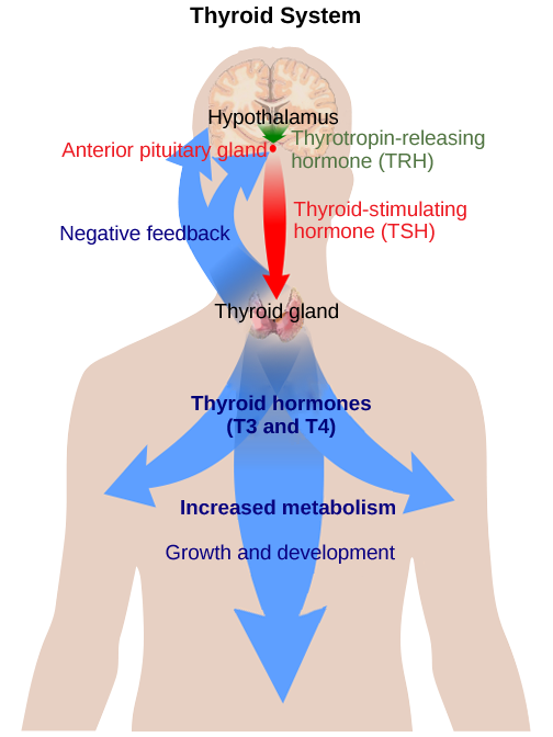Thyroid system