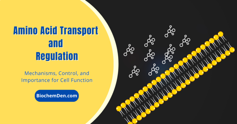 Amino Acid Transport and Regulation: Mechanisms, Control, and Importance for Cell Function
