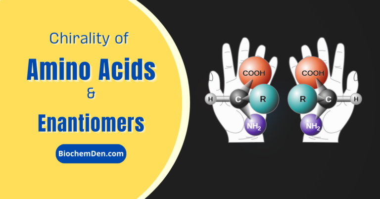 Chirality of Amino Acids: Enantiomers, Differences, and Importance in Biology