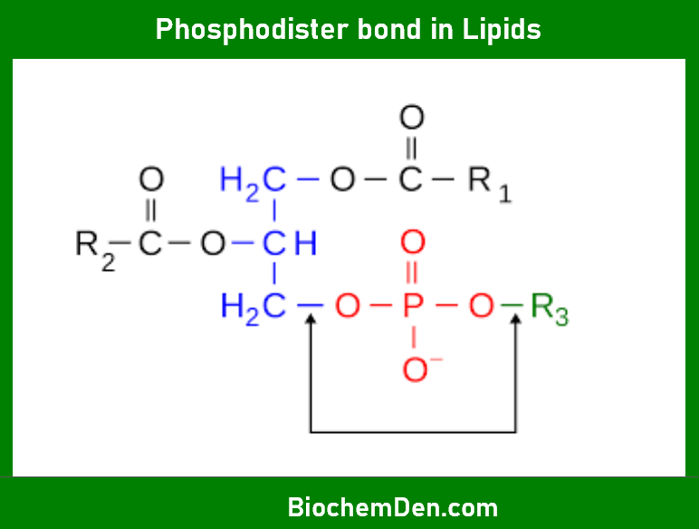 Chemical Bonding In Biomolecules The Foundation Of Life Chemical Bonding In Biomolecules The Foundation Of Life