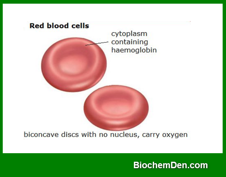 Red Blood Cells Structure and function