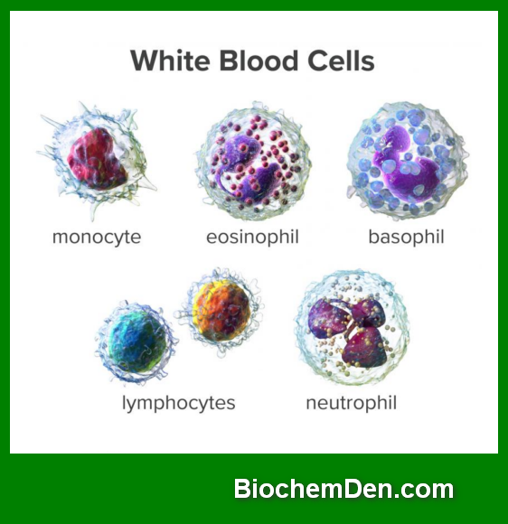 White Blood Cells (WBCs) / Leukocytes