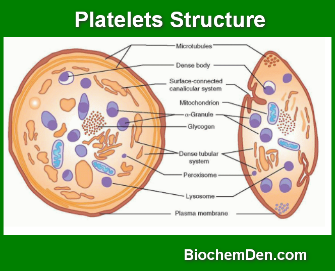Platelet Structure Diagram Platelet Structure Diagram