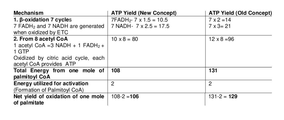 Energy Yield: ATP Calculation for Palmitic Acid