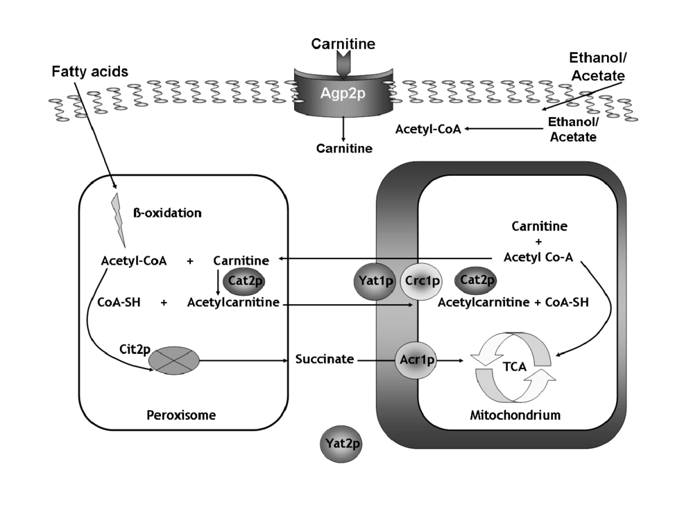 Carnitine Shuttle Mechanism