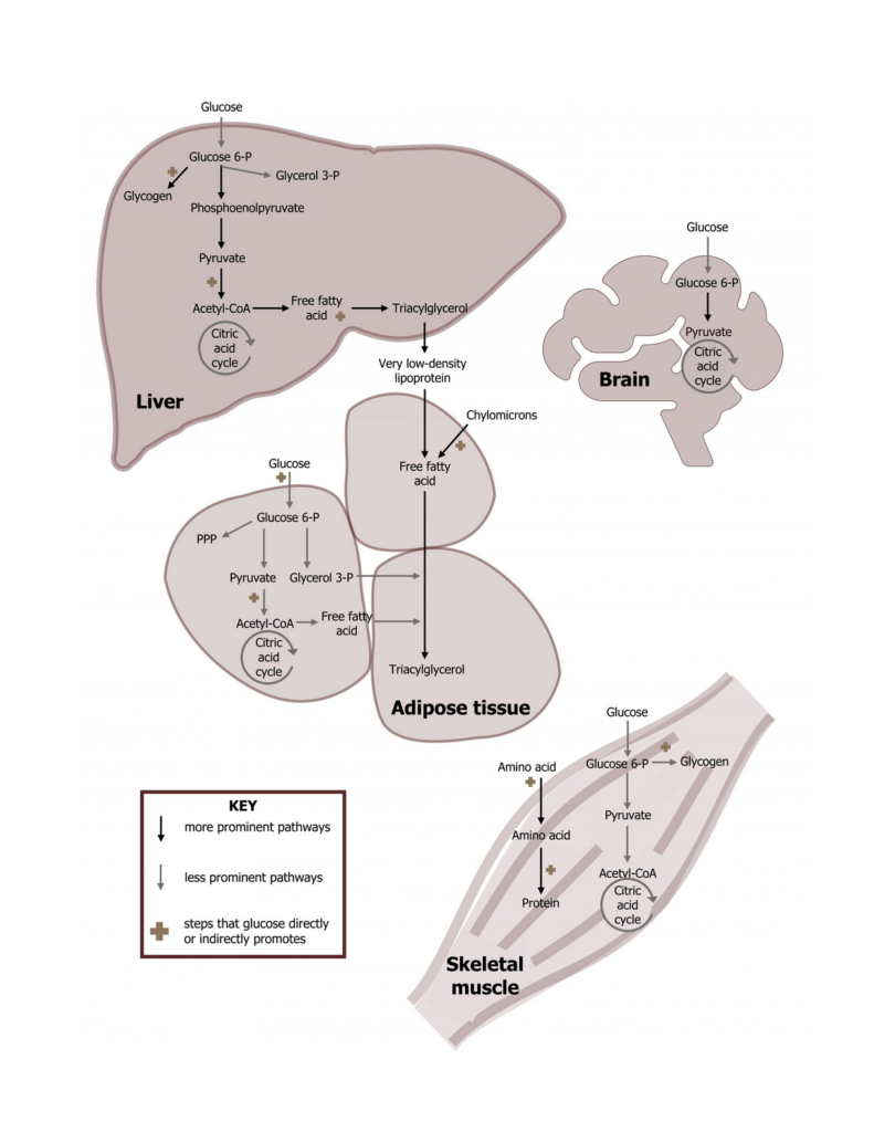 Functional Role in Different Tissues